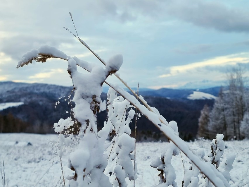 Ośnieżone Tatry widziane z Malnika w Muszynie