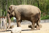 BASTA! - zwierzęta z zoo w Łodzi cierpią w brudnych klatkach [WIDEO]