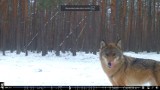 Ile jest wilków w "Borach Tucholskich"? To 13 wilczych rodzin - jest ich coraz więcej!