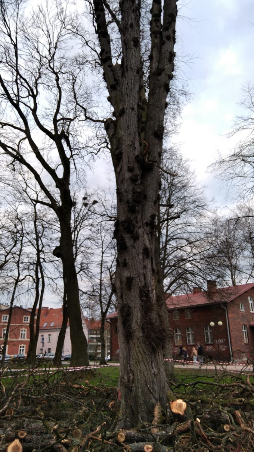 Uschnięte drzewa w szczecineckim parku znikają [zdjęcia]