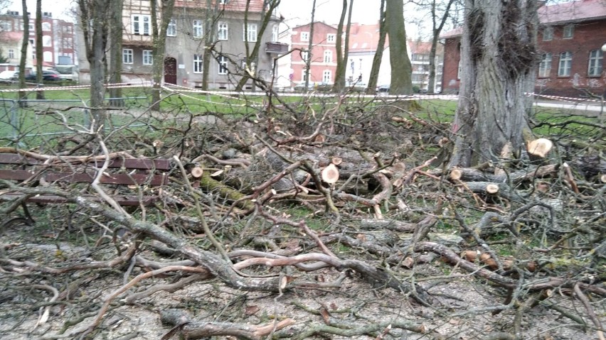 Uschnięte drzewa w szczecineckim parku znikają [zdjęcia]