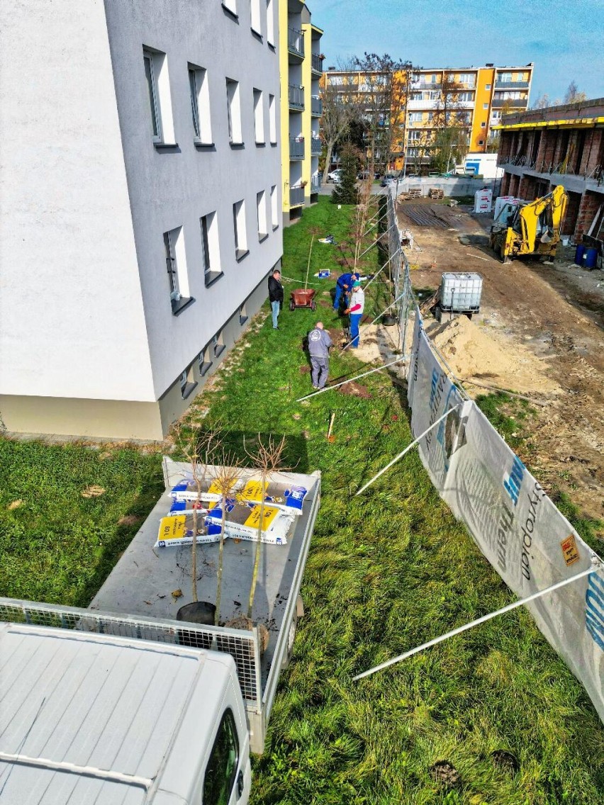 W Łowiczu sadzone są nowe drzewa. Na osiedlach ŁSM wiosną będzie zielono