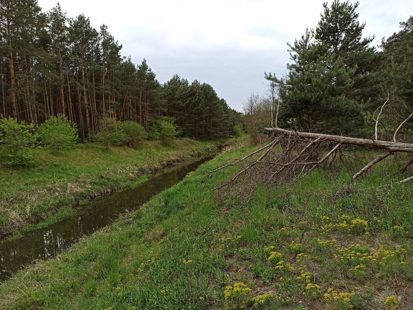 Powa to lewobrzeżny dopływ Warty, mający swoje źródło na...