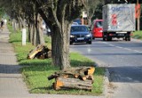 W Zamościu trwa wycinka drzew. Urzędnicy zapewniają, że chodzi o bezpieczeństwo mieszkańców