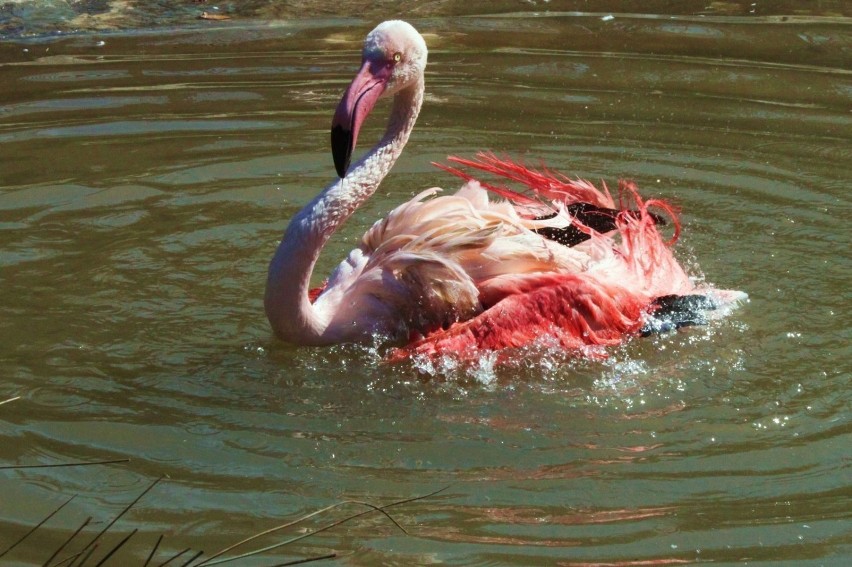 Flaming z krakowskiego zoo.Fot. Barbara Figurniak