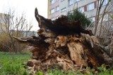 Powiat sławieński: Silny wiatr przewraca drzewa! [prognoza pogody] - AKTUALIZACJA - dramat na Pomorzu