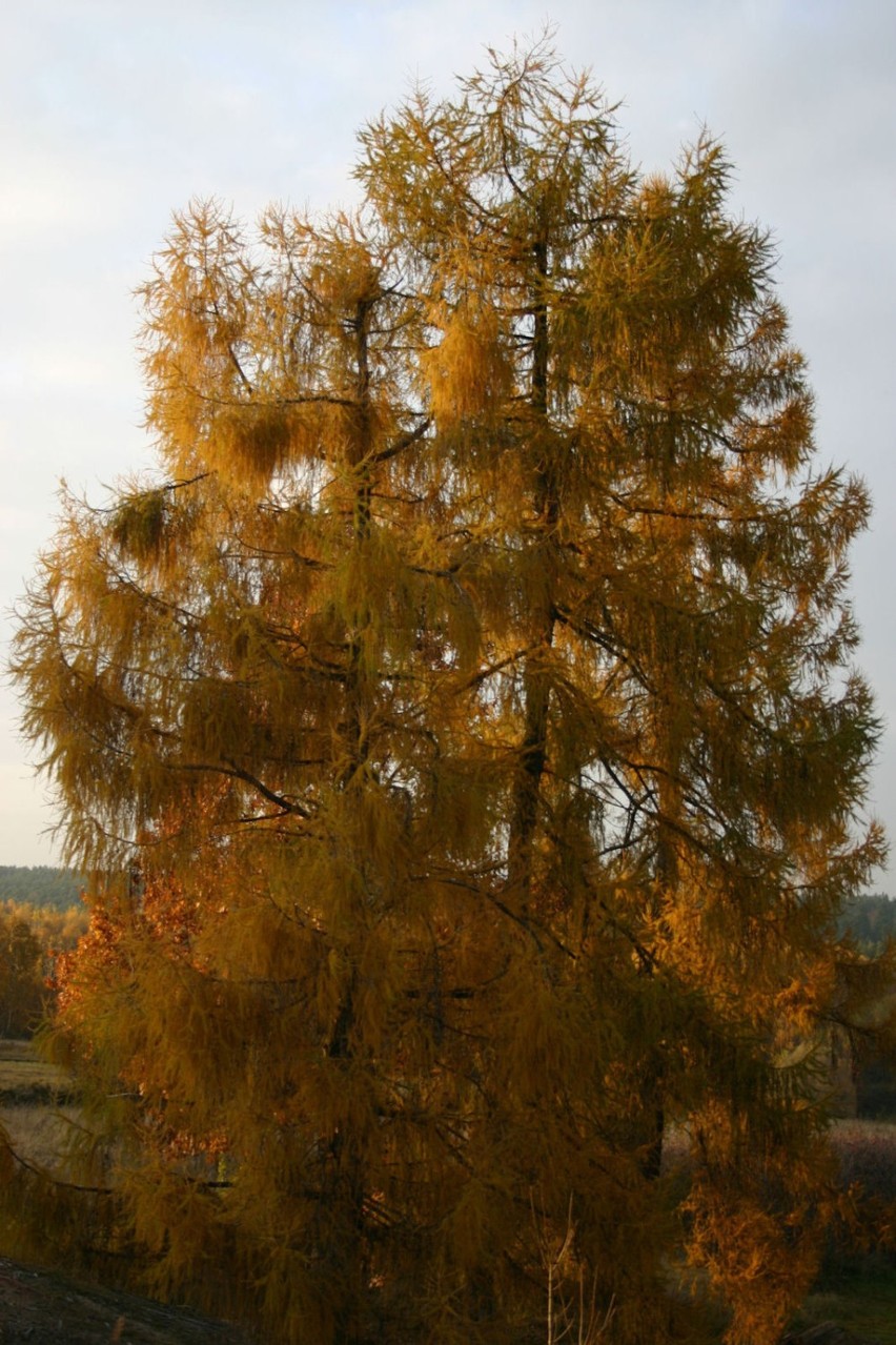 Moje drzewa w jesiennej szacie.Fot. Bartłomiej Kowalewski.