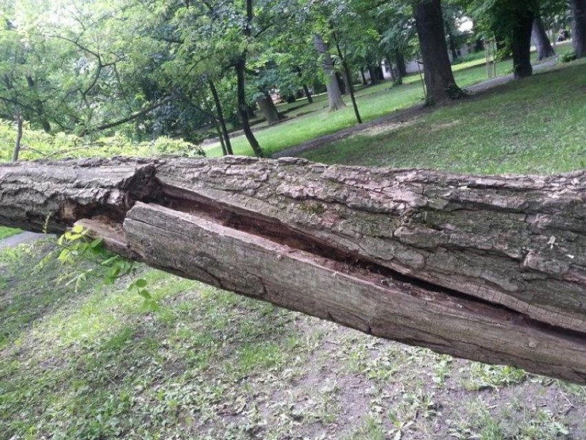 Na zdjęciach drzewa przeznaczone do wycinki