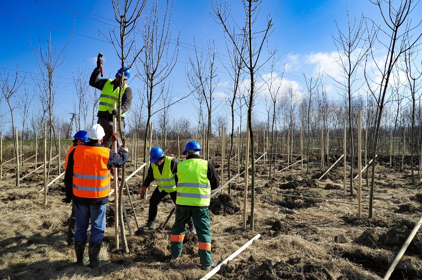 Posadzono ponad 640 drzew na terenie Kopalni Turów. Liściasty azyl w ramach porozumienia z Czechami