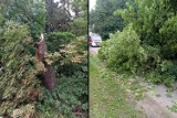 W Pawłowie Skockim zawaliło się stare drzewo, tamując ruch na drodze. Potrzebna była szybka reakcja służb strażackich