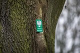 18 drzew trafi pod specjalną ochronę. Kraków będzie miał nowe pomniki przyrody