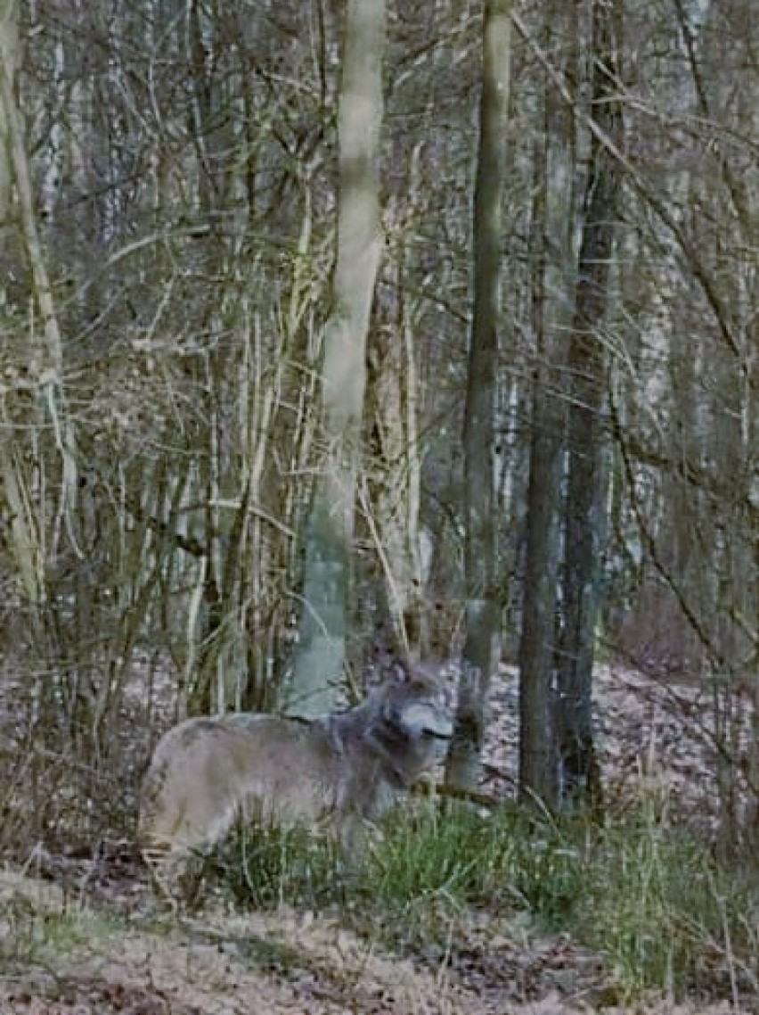 W lasach Nadleśnictwa Durowo można spotkać wilki 