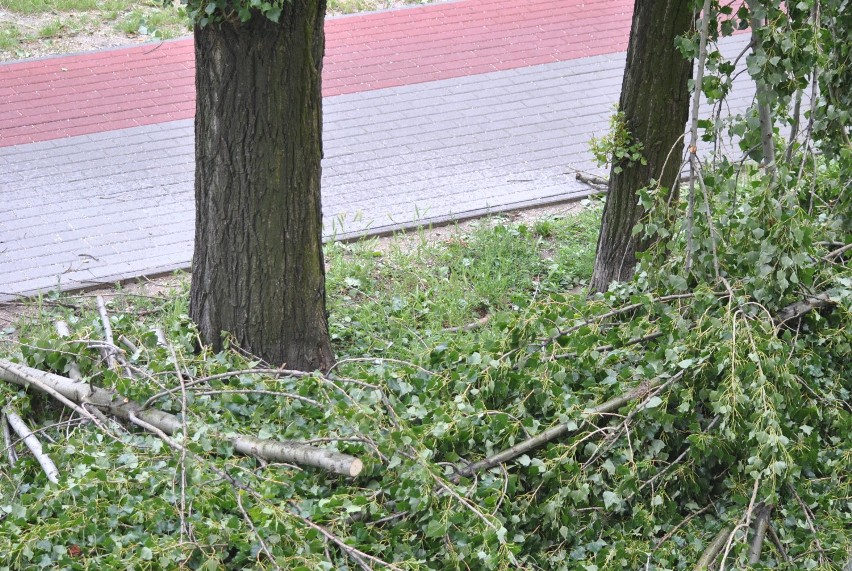 Smutne kikuty zamiast szumiących koron...