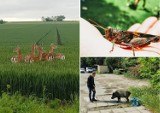 Piękne, dzikie, groźne, łagodne... Oto zwierzęta uchwycone przez samych legniczan! [ZDJĘCIA CZYTELNIKÓW]