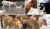 Nowe maluchy w zoo w Krakowie. Na świat przyszły m.in. arui, dziki osioł, kozy karłowate. To prawdziwy wiosenny baby boom!