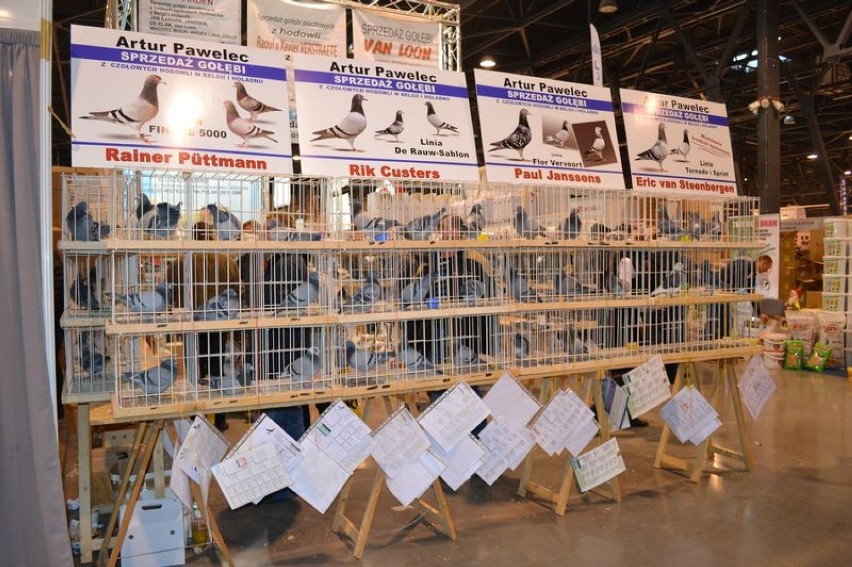 Wystawa gołębi w Sosnowcu. Ptaki warte tysiące złotych