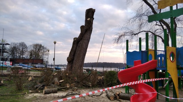 To uschnięte drzewo stało koło placu zabaw w pobliżu muszli koncertowej