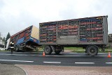 Wypadek w Majdanie Królewskim. Przewróciła się ciężarówka z kurczakami [ZDJĘCIA]