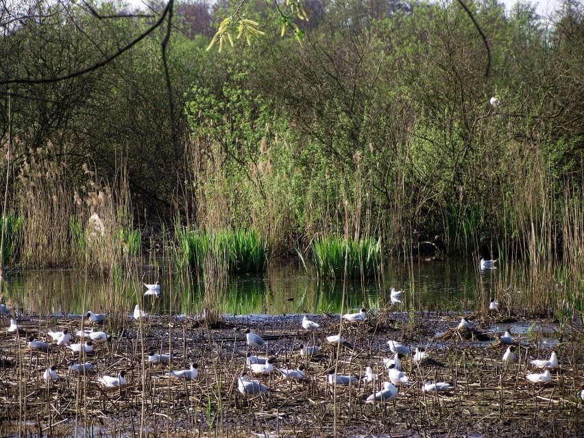 Obszar Natura 2000 w Zbąszyniu znajduje się nad jeziorem, to...