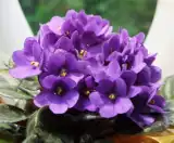 Kwiat wampir, pechowe wrzosy i szkodliwe hibiskusy? Czy kwiaty mogą przynosić pecha, szczęście, albo źle działać na ludzi? Sprawdź!