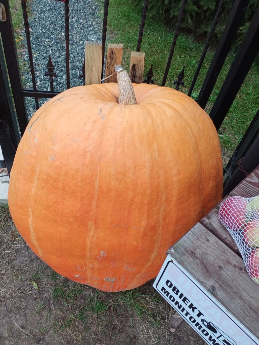 Wierzbiczany. Wyhodował dynie giganty. Jedna z nich ma ponad 160 kg!