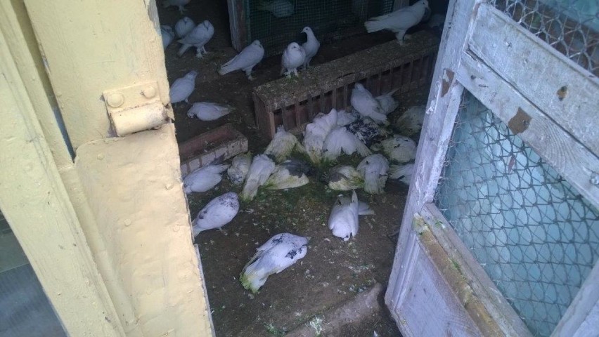 Na działce przy ul. Judyma znaleziono ponad 20 martwych gołębi