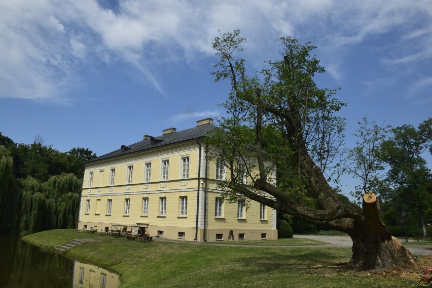 Dobrzyca. "Jest to klon dinozaur i jeszcze nas przeżyje"....