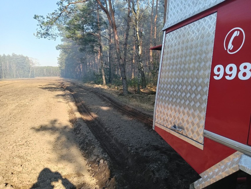 W gminie Gizałki spłonęło 25 arów poszycia leśnego