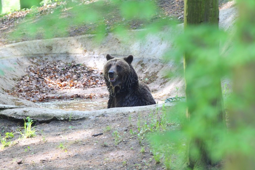 Zoo w Poznaniu zbiera orzechy dla niedźwiedzi