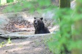 Zoo Poznań: Przekaż orzechy dla niedźwiedzi [ZDJĘCIA, WIDEO]