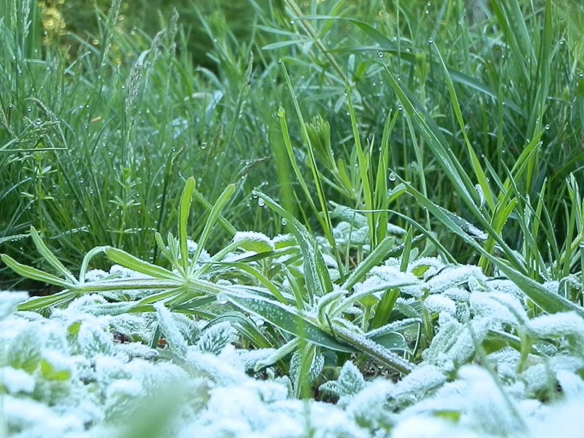 Przyroda - prawdziwy artysta malarz - maluje nam świat. Fot....