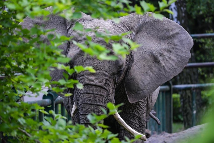 Bezpłatny wstęp do ECS i oliwskiego zoo w weekend 19-20.10.2019! To nagroda za rekordową frekwencję podczas wyborów w Gdańsku