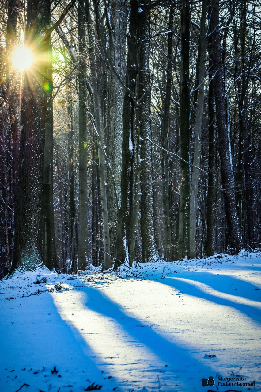 Kolejna zima bez śniegu. Ale możemy pospacerować po zimowym Zielonym Lesie wirtualnie