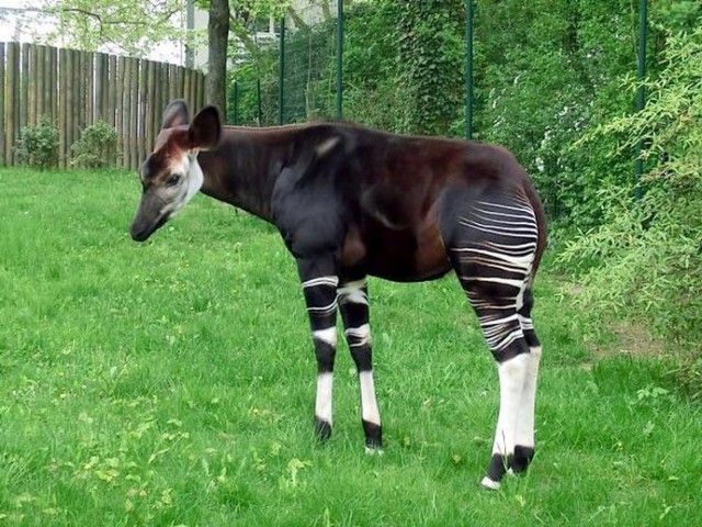 okapi