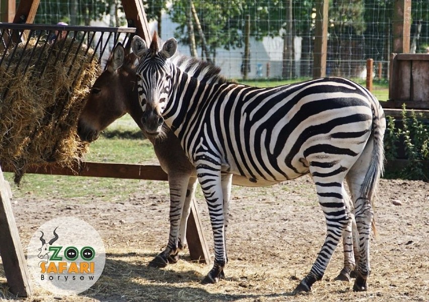 Do Zoo Safari w Borysewie 1 czerwca bez biletów