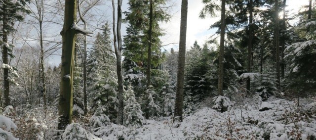 Las na górze Borowinowej w Iwoniczu Zdroju