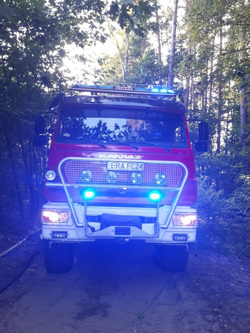 Powiat radomszczański: Pożar młodego lasu w miejscowości...