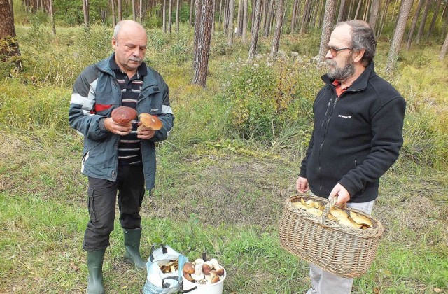 Zenon Kowalski (z lewej) i Włodzimierz Kowalski ze Starachowic, zbierali grzyby w pobliżu Starachowic. Więcej na kolejnych zdjęciach