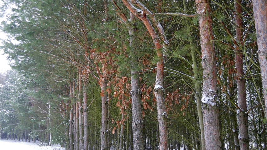 Zima w gminie Szczerców, styczeń 2021