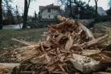 Połamane drzewa w pow. oświęcimskim i wadowickim. Wiatr szaleje w Lany Poniedziałek