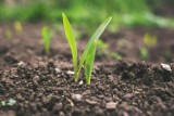 Lista odmian zalecanych 2024. Te odmiany pszenicy, jęczmienia czy kukurydzy mają plonować najlepiej w danym województwie