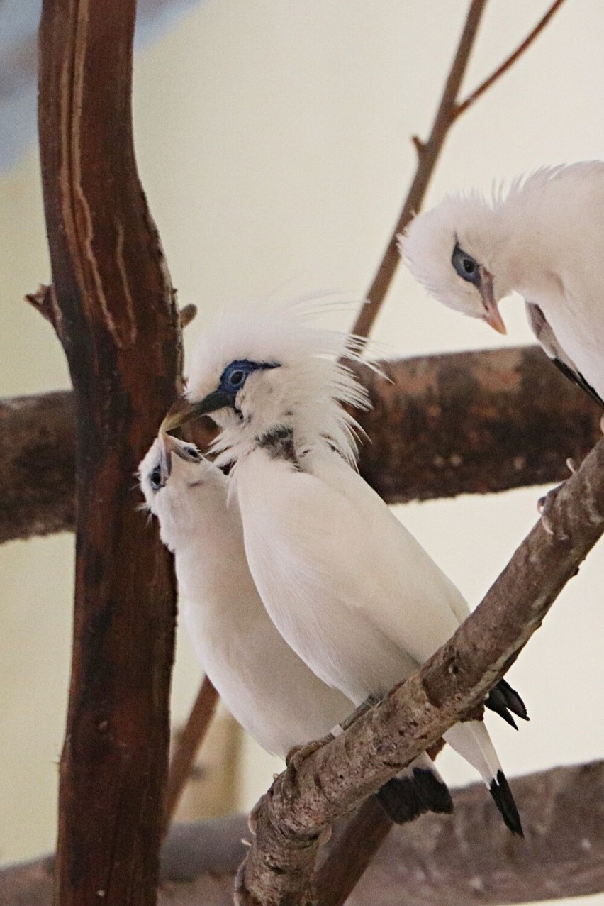 W gdańskim ZOO urodziły się wyjątkowo rzadkie ptaki! Chodzi o szpaki balijskie. ZDJĘCIA