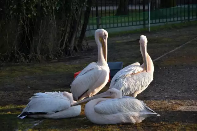 Najnowszymi mieszkańcami wejherowskiego parku są pelikany różowe