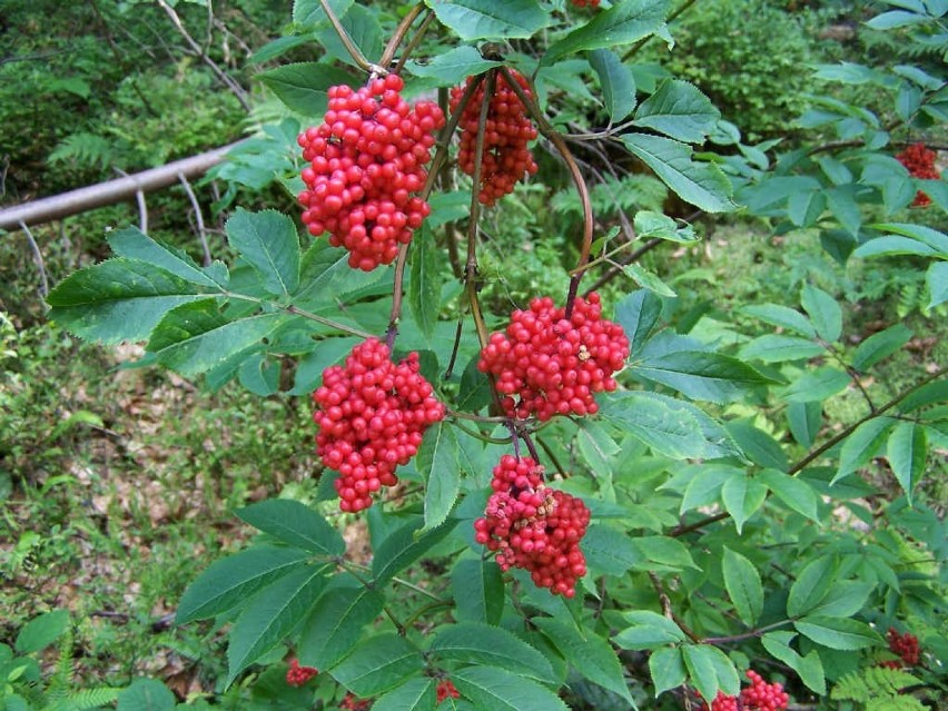 Bez koralowy (Sambucus racemosa) ma również bardzo...