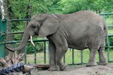 Wirtualna adopcja w oliwskim zoo. Które zwierzęta potrzebują naszego finansowego wsparcia?