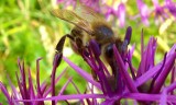 Światowy Dzień Pszczół. Owady z Buska-Zdroju mają się dobrze. Zobacz zdjęcia
