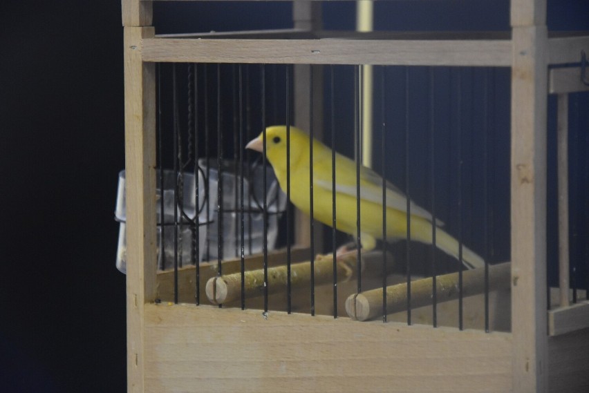 Wystawa Kanarków i Ptaków Egzotycznych w Sosnowcu. W Szkole Podstawowej im. Korczaka zobaczyć było można ponad 300 kolorowych ptaków