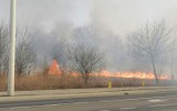 Pożary traw w powiecie łęczyckim. Strażacy odnotowali już ponad 30 zgłoszeń