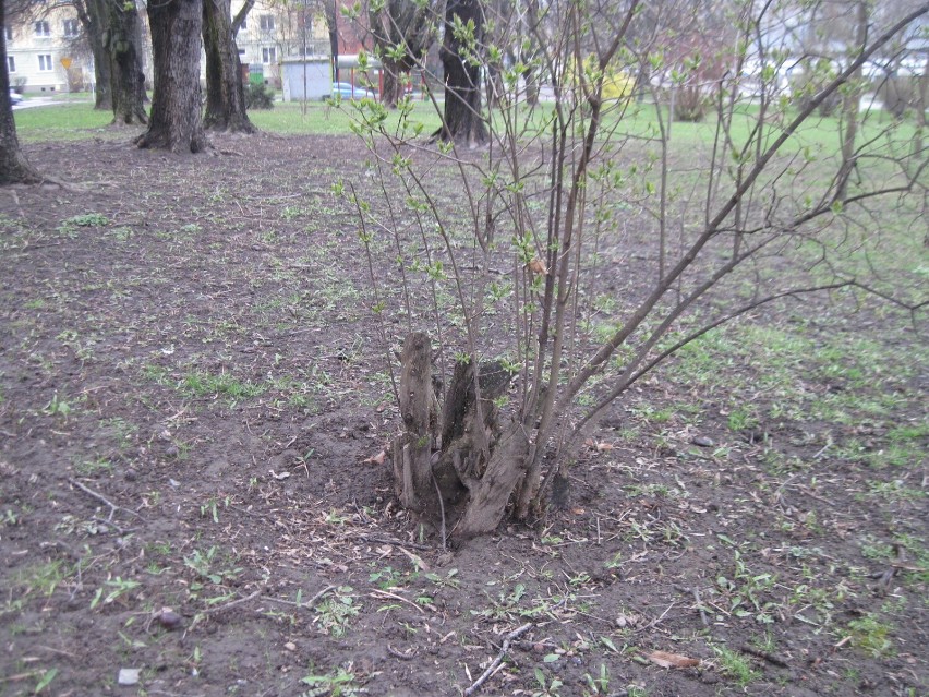 Wycinka drzew w Parku Akademickim? Nie ma się czego obawiać
