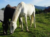 Bielsko-Biała: Fundacja Gaja prosi o wsparcie w zakupie paszy dla koni. Trwa zbiórka